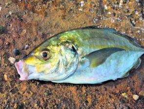 Silver trevally are always a chance from any of the rocks in the area, although they are more likely through Autumn and Winter.