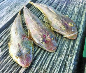 Jules Frank caught these flathead off the Rye pier using slices of silver whiting.