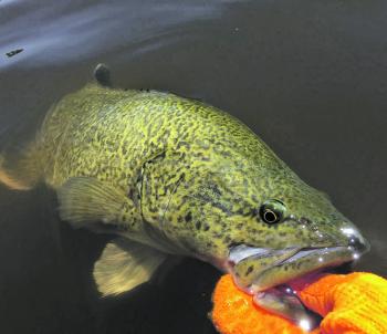 A chunky spinnerbait caught Murray cod from the Yarra River around Eltham. Photo courtesy of Jordan Cervenjak.