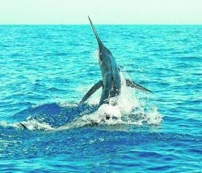 The marlin fishing out wide has been excellent so far this season.