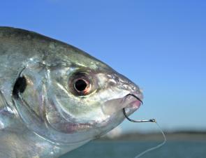 When it comes to whiting and silver trevally, Black Magic’s 1/0 KL can’t be matched.