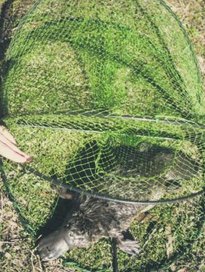 Opera House yabby nets can kill platypus and other wildlife. If you see one in the wrong place, remove it and report it.