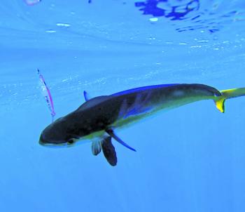 Mahimahi have been thick out around the FADs and responding to a wide variety of techniques. 