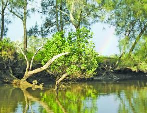 Poppers work wonders on bream. Fishing the oyster leases during the Summer is a winning tactic.