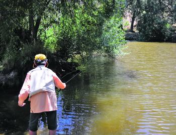 Observation skills are so important in fishing. Midday hours on rivers and streams when shade pockets become smaller can concentrate baitfish making likely fish-holding locations easier to find.