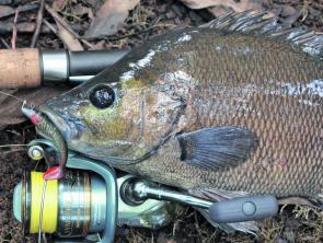 Having spin reels filled to their optimum level is particularly important when casting lighter lures and sinkers, such as the small soft plastic used to fool this chunky sooty grunter. The line load on this little eggbeater is just about perfect for fine 