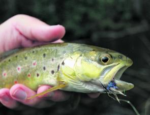 A small St Pats trout taken on a dry fly – a welcome escapee from the cormorant plague.