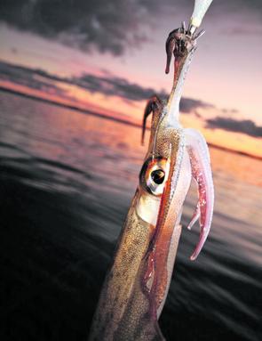 Next month we’ll start catching some big southern calamari!