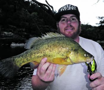 The golden perch are about and biting during mornings, evenings and after dark.