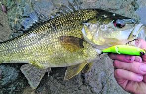 Bass are very active at this time of year in the upper Manning.