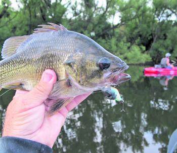 Kayak fishing in the Mitchell River for fat stocky hatchery bass. This one ate my ugly home made surface Alchopop lure.