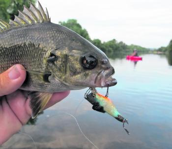 This slightly deformed small hatchery bass ate a homemade surface Alchopop lure. Even little bass attack and demolish surface lures with shocking gusto!
