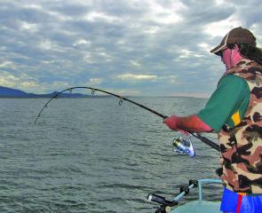 A regular sight this Summer: A solid rod bent on a good kingfish close to shore.