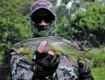 Adam Couch with a nice small stream brown trout caught on a Super Vibrax bladed spinner.