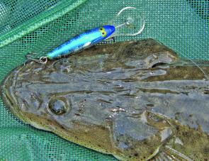 Flathead have picked up markedly with good numbers of fish around a kilo up on the sun-drenched tidal flats.