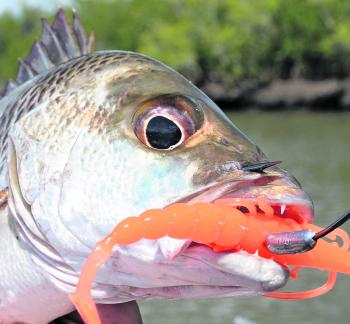 Along with the Atomic Prong, these Halco Madeyes are one of my favourite lures for jacks and many other species. The colour range is quite expansive when you start to make the skirt tail combinations also.