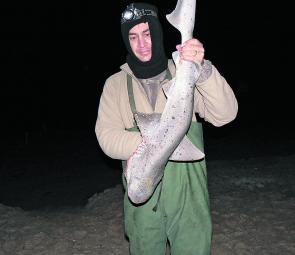 There has been a lot of Seven gill sharks getting caught at Salt Creek lately