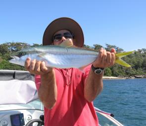 Kingfish should make a showing in Botany Bay during the Summer after a poor run last season. Note the NSW Fisheries tag in the shoulder of this specimen.