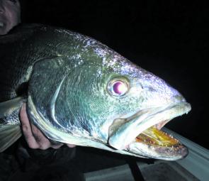 The business end of a mulloway. This is the last thing many terrified baitfish see.