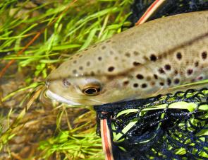 Sparking trout like this await the angler in the opening month of the season in Gippsland.