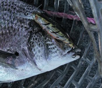 An average Hopkins bream taken on a Pontoon 21 Greedy Guts minnow lure worked on the edge of the deeper water adjacent to the mudflats.