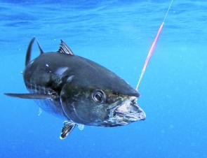 Casting metal lures into the feeding tuna schools is proving to be a very effective method of targeting these hard fighting fish.