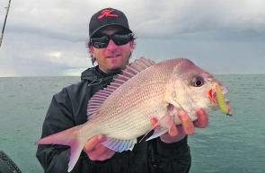 There have been plenty of snapper coming in – up to 5kg.