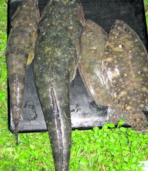 These flathead and flounder took prawns drifted on a falling tide over the sand and mud between Fullerton Cove and Stockton Bridge.