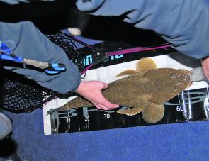 A chunky Brisbane River flathead being measured before release.