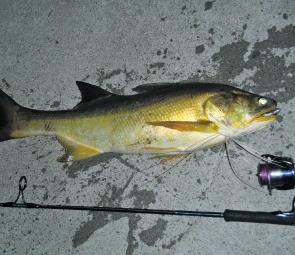 A quality decent lure fished from down near the mouth of the Brisbane River.