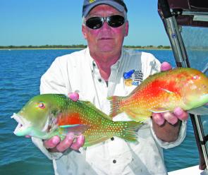 Graham showing some of the bread-and-butter blue bone (tuskfish) he caught from Rock Cod shoals.