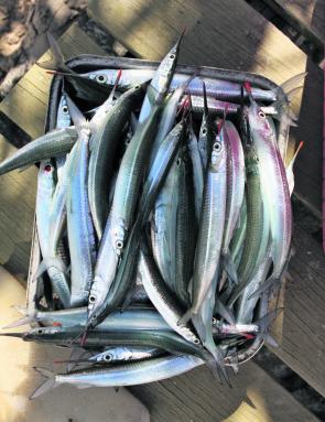 You will find good numbers of garfish around weed beds. Use a bit of bread for berley to tempt them.