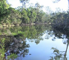 Upper reaches of the Toorloo Arm. Snag ridden and very fishy looking.