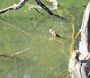 Spot the schooling bream around this snag!