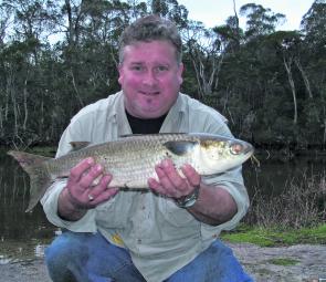 The culprit that has been breaking me off all along – a poddy mullet! And they get much bigger than this.