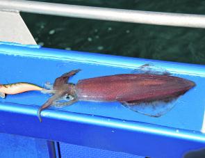 Arrow squid often take on an almost red appearance when fresh from the water.