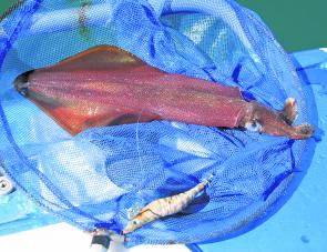 Large numbers of arrow squid can be located in the prominent channels throughout Moreton Bay.