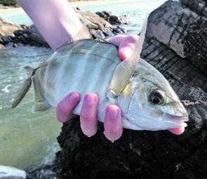 Daniel Paull shows a typical silver trevally while fishing off the rocks in Cooee.