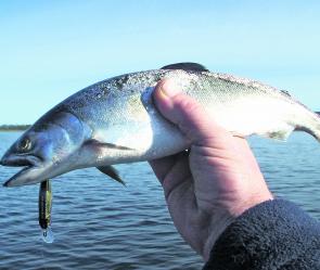 A typical Elingamite Chinook taken on a Pontoon 21 Greedy Guts lure.