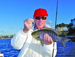 Luderick can provide a great day out on the Harbour when few other fish are co-operative.