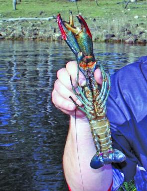 Redclaw crayfish are abundant in many lakes after the flush and rise in water levels.