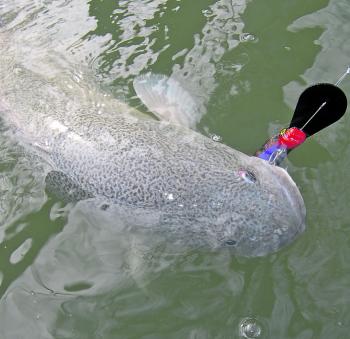 Larger lures have been working well on the cast as the water temperature stays low. 