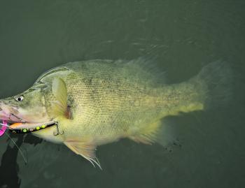 Good numbers of golden perch are being caught in the Loddon River and Campaspe River systems.