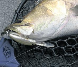 Hardbodied lures can be great for covering ground quickly when searching for fish.