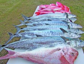 Bowen Shoals Target Species: Nannygai? Check. Spanish mackerel? Check. Snapper? What the…?! A very rare catch indeed. Photo courtesy of Mark Aitken