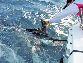 Hopefully there will be a few striped marlin about during winter.