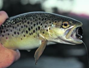 A nice fat Kiewa River brown trout caught on a 40mm Metalhead soft plastic this season.