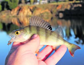 Allans Flat Waterhole is a great mixed fishery. Small redfin break the monotony when you are waiting for the yellowbelly to bite. This little fella took a bunch of tiger worms fished with the old faithful paternoster rig.