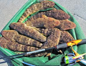 A great feed of Winter flathead caught working the edges near deep water.