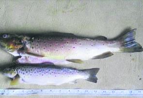 Some great trout caught by Daniel Black downstream of the Tarago River. 
